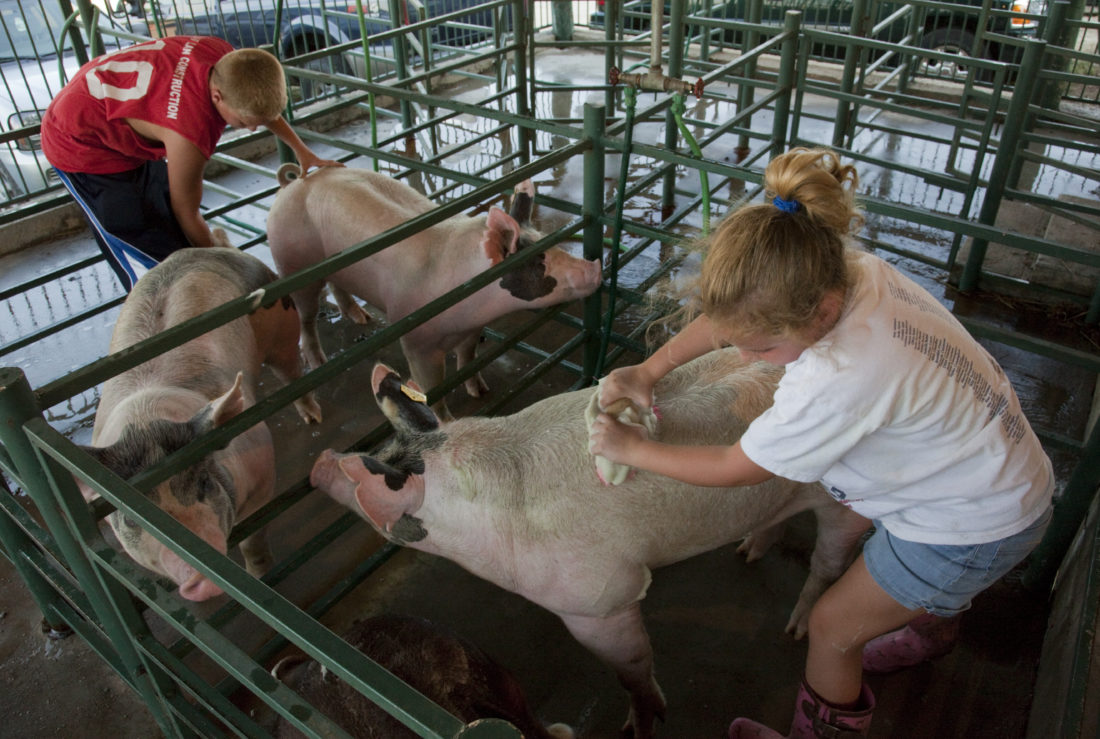 Photo gallery Douglas County Fair 2011 News, Sports, Jobs Lawrence